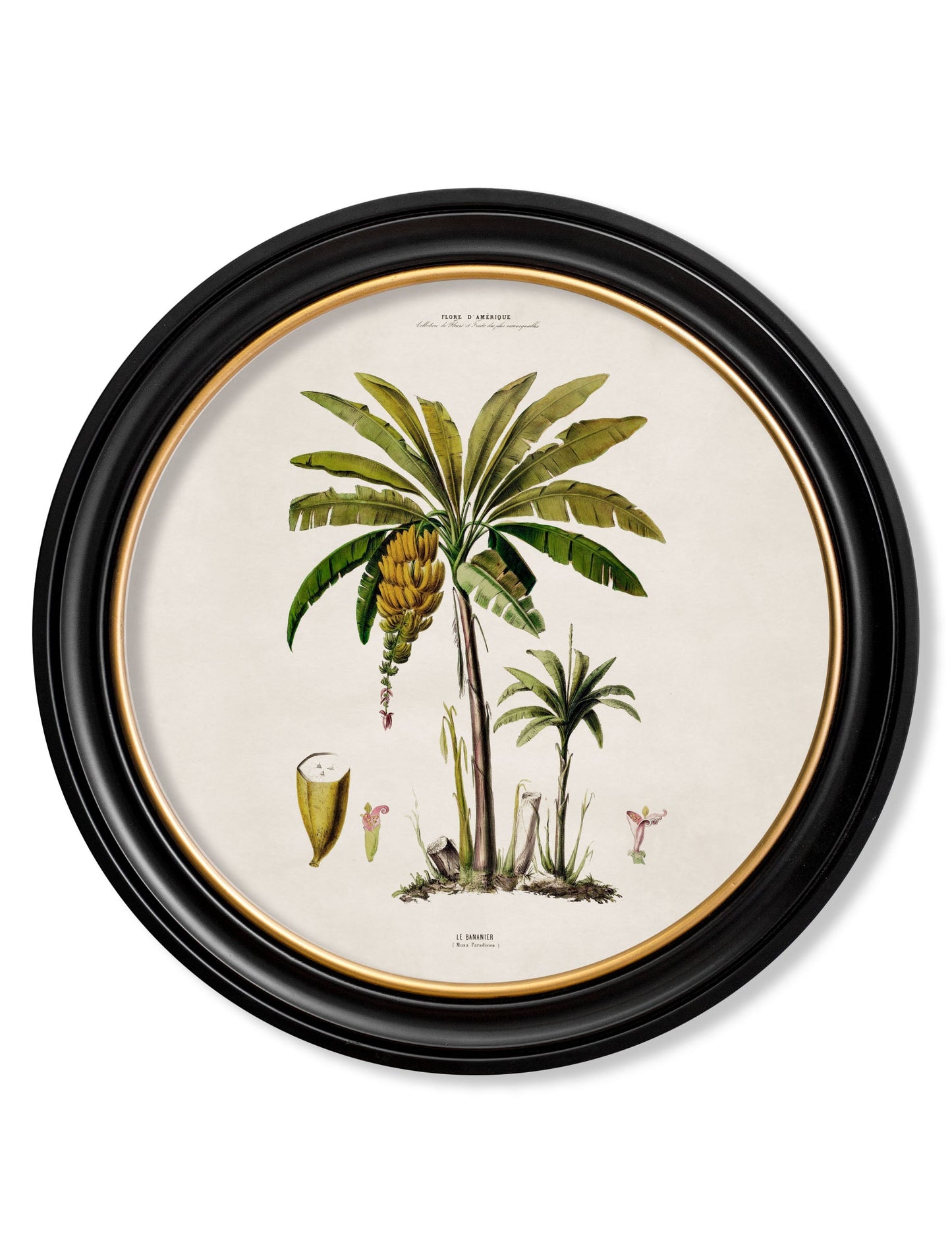 c.1843 Studies of South American Palm Trees in Round Frames