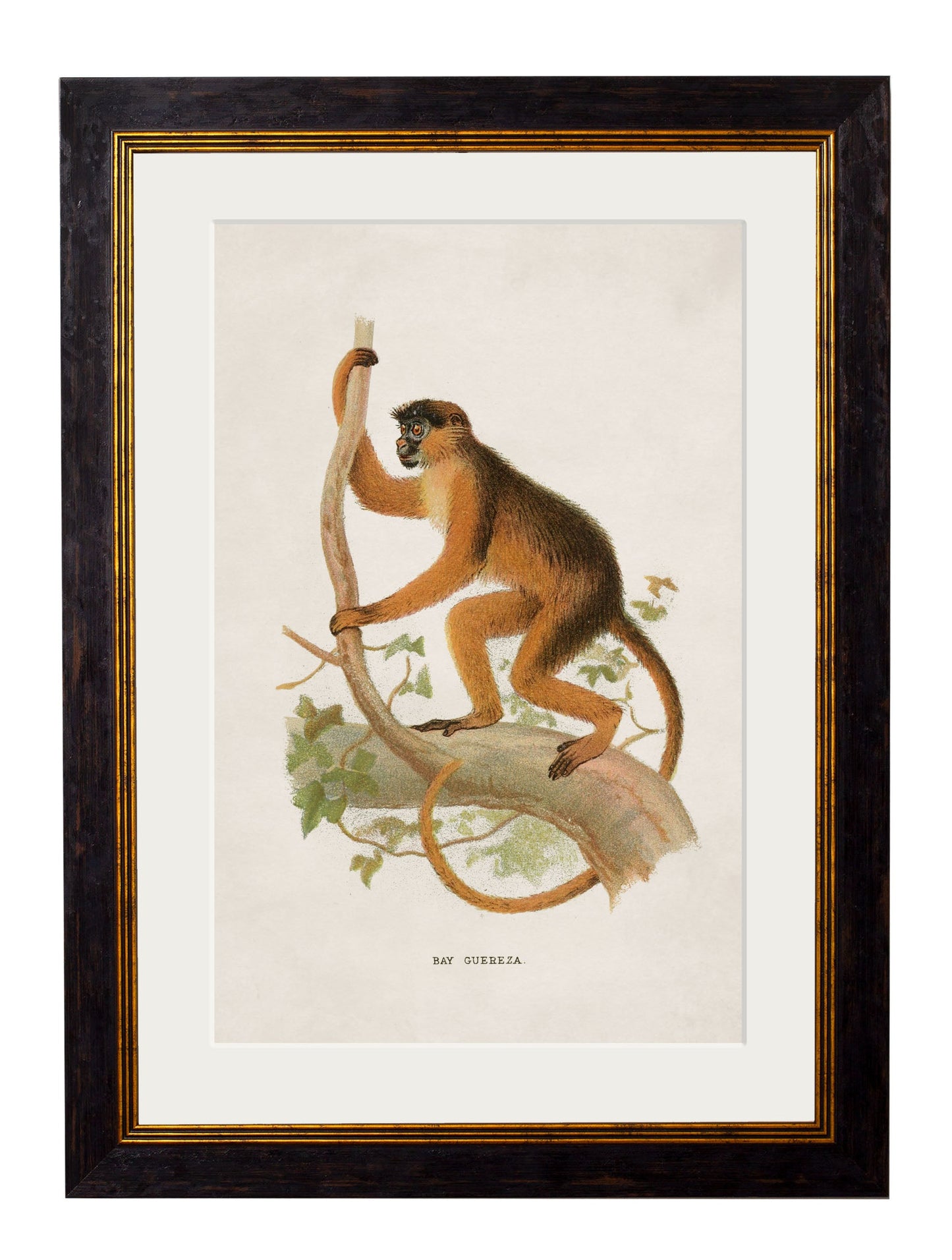 c.1910 Collection of Primates