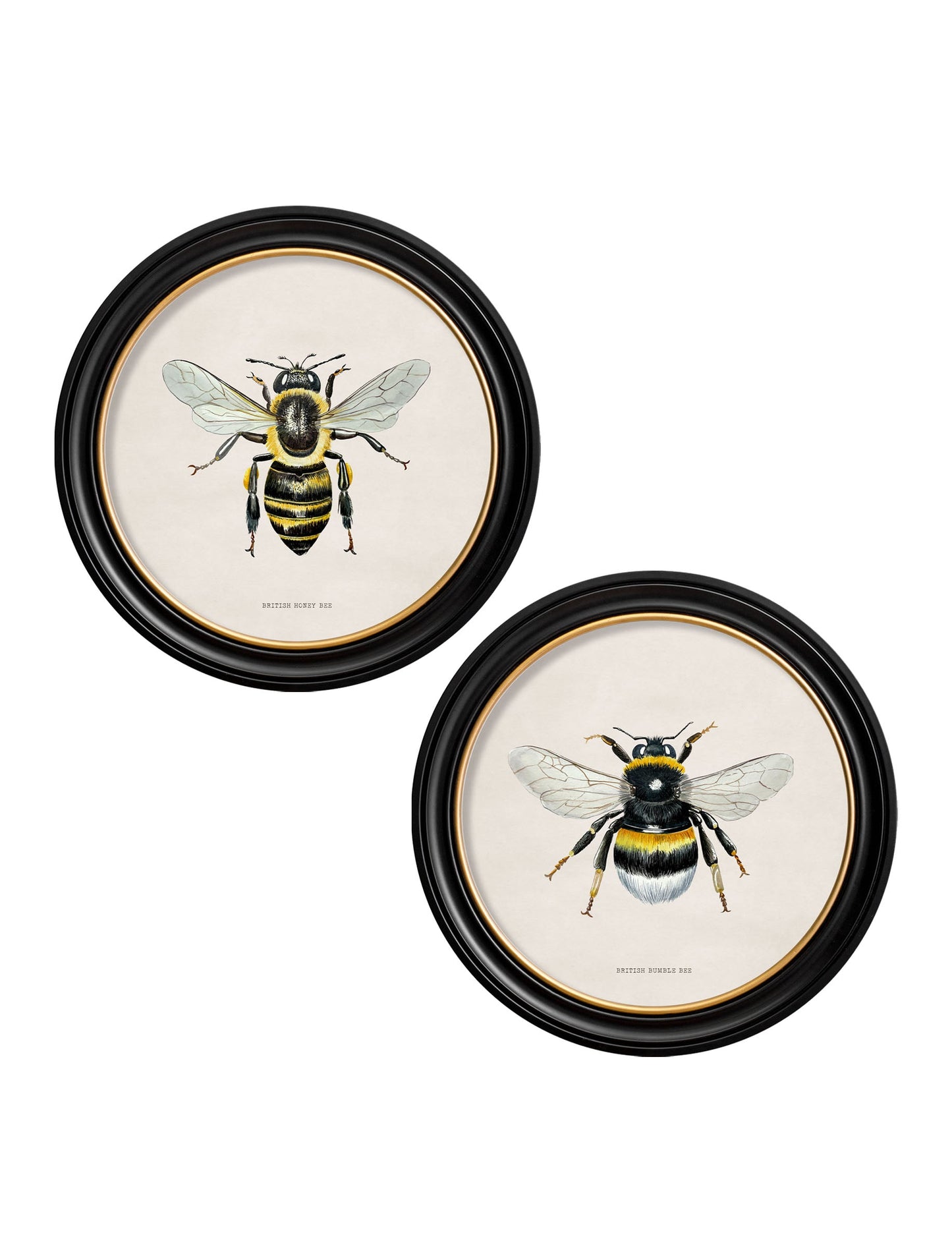 c1892 British Bees Round Frame