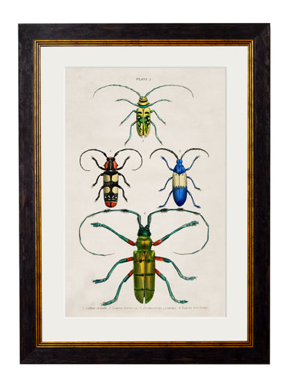 c.1836 Studies of Beetles