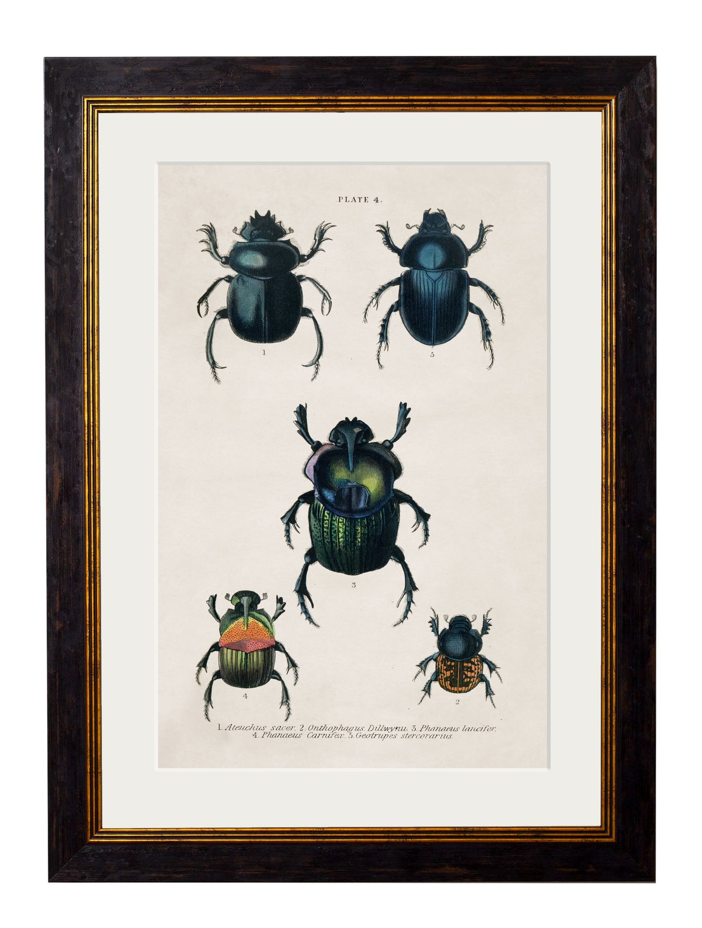 c.1836 Studies of Beetles