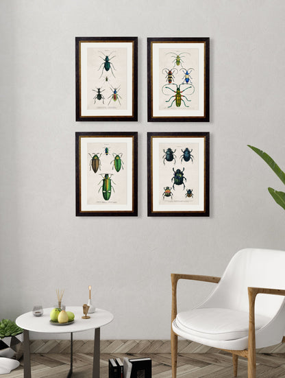 c.1836 Studies of Beetles