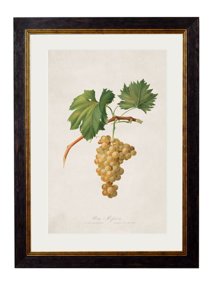 c.1817 Collection of Botanical Grapes