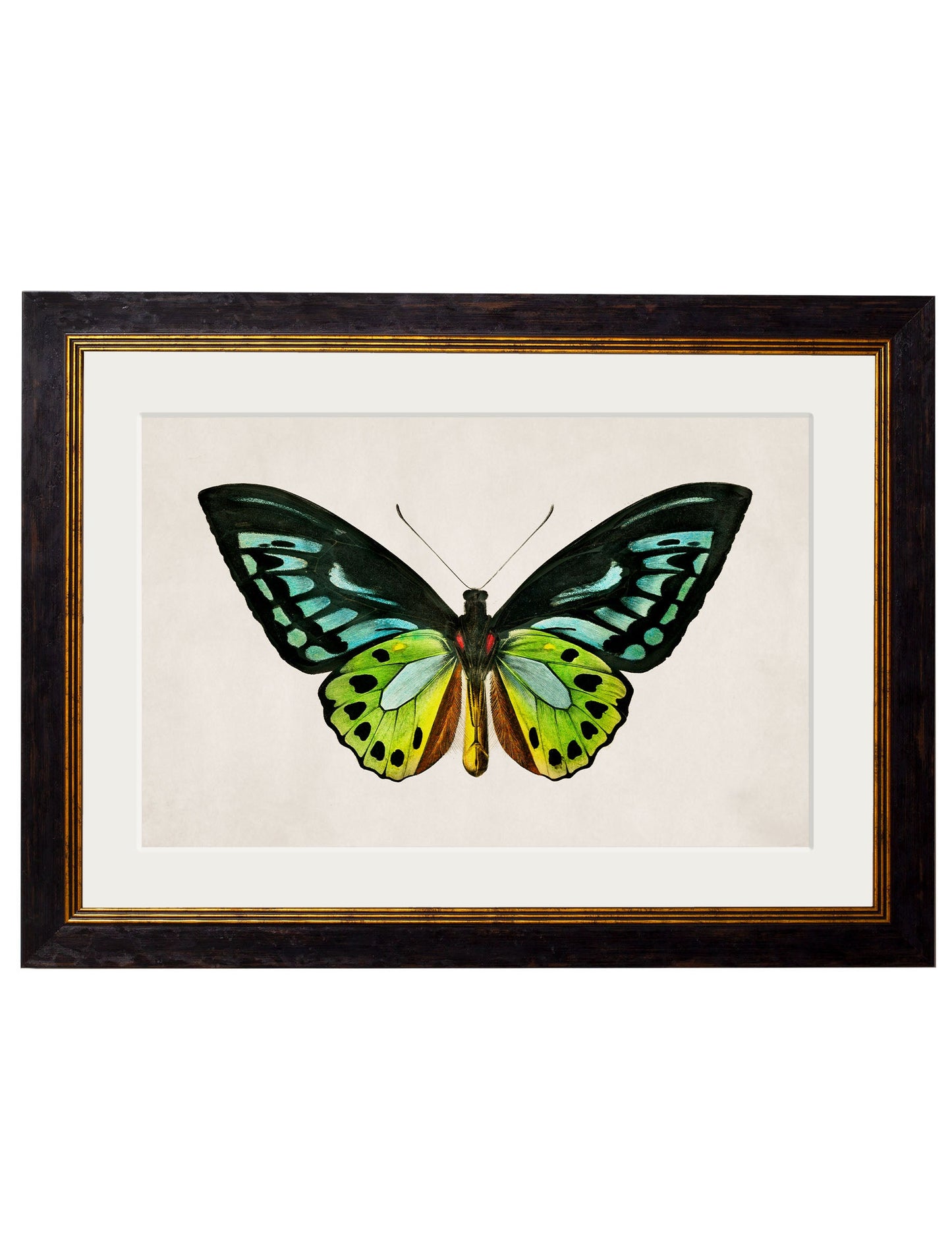 c.1836 Tropical Butterflies