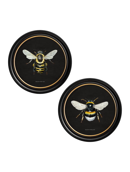 c892 British Bees Round Frame - Dark