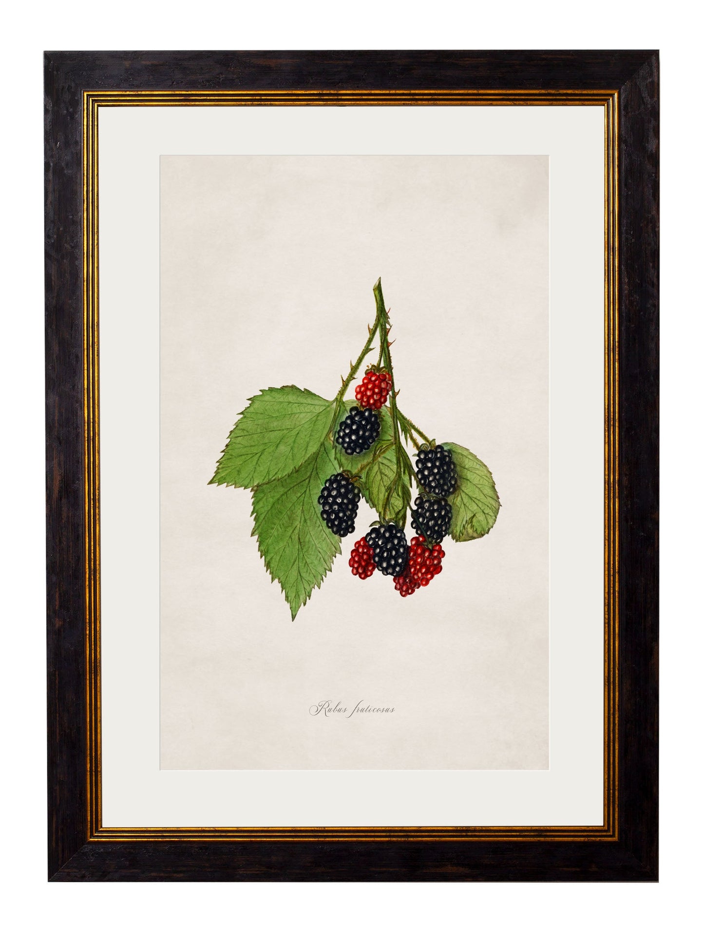 c.1886 Study of Berries & Cherries