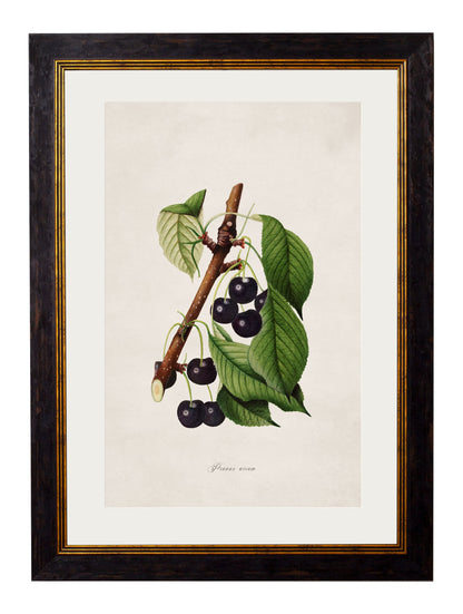 c.1886 Study of Berries & Cherries