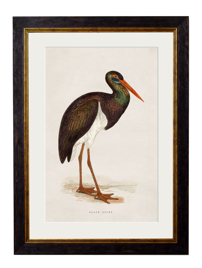 c.1850's British Wading Birds