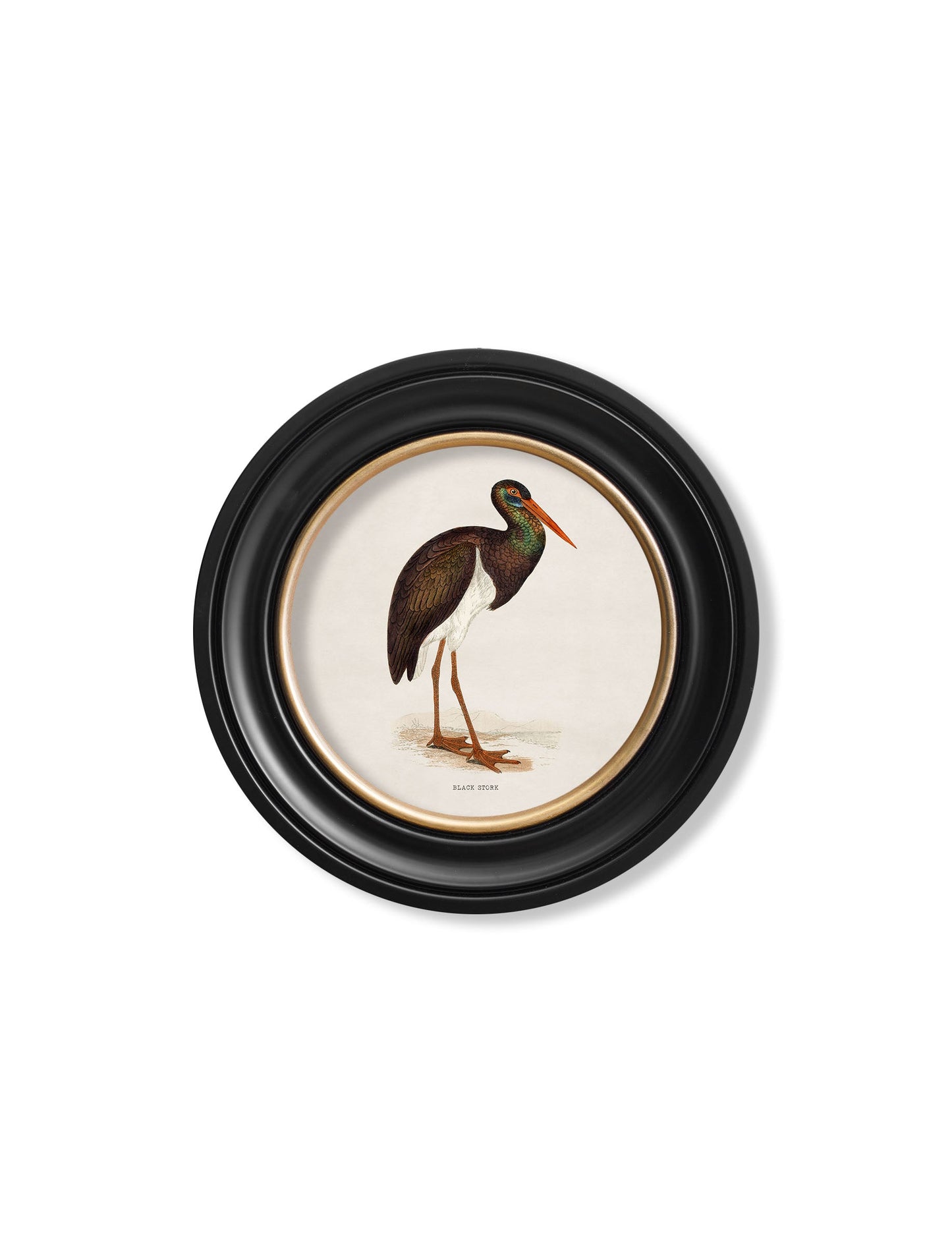 c.1870 Wading Birds in Round Frames