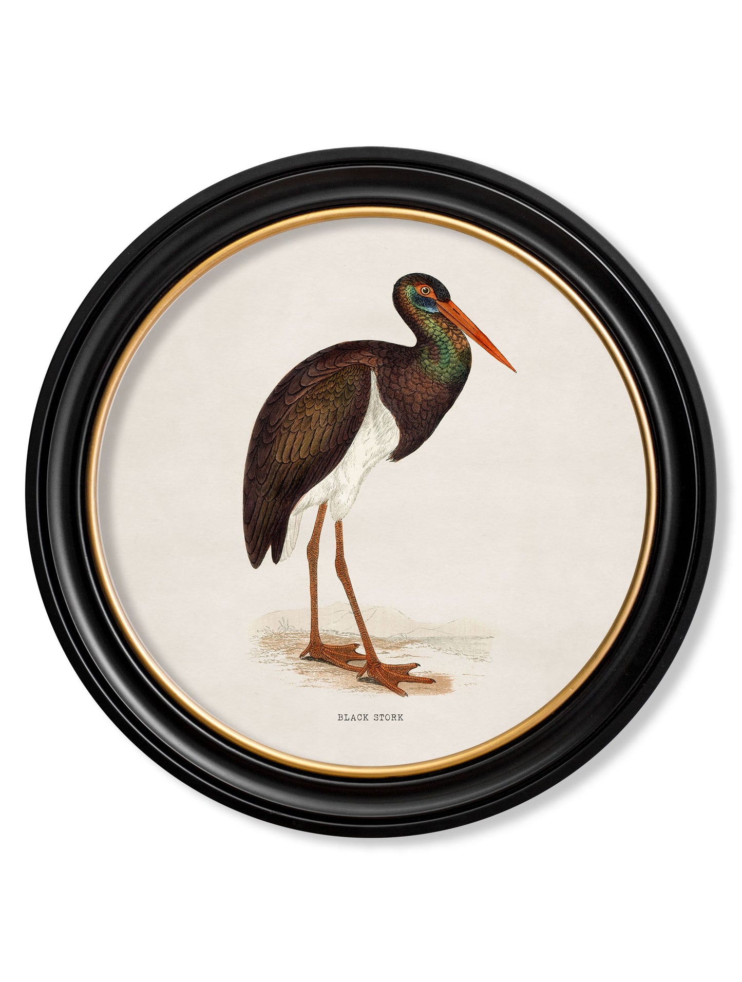 c.1870 Wading Birds in Round Frames