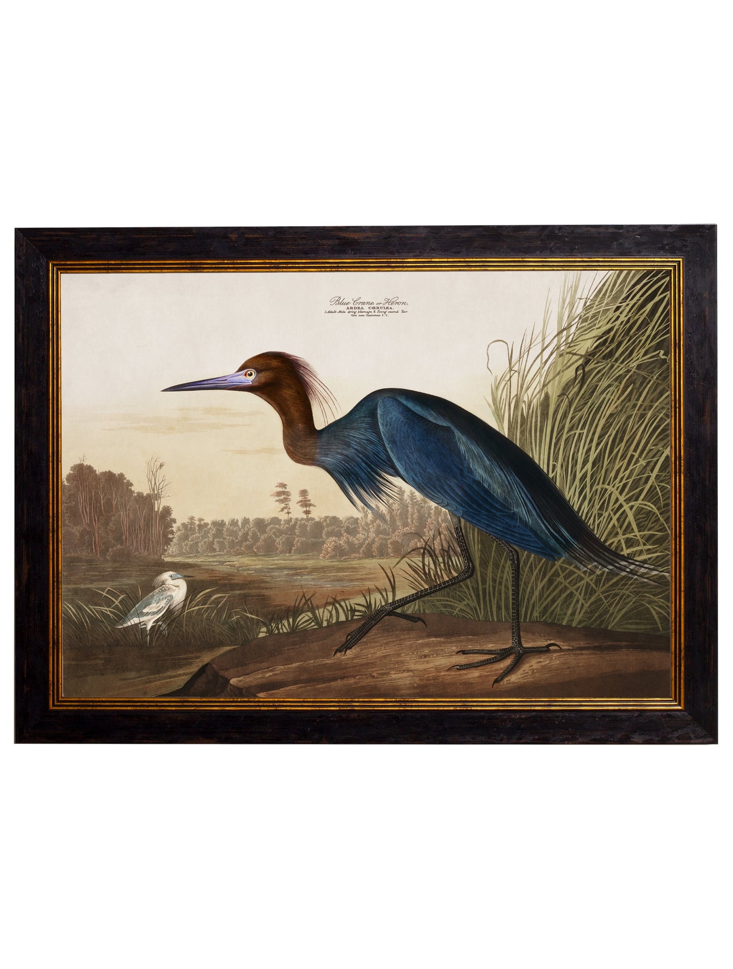 c.1838 Audubon's Herons