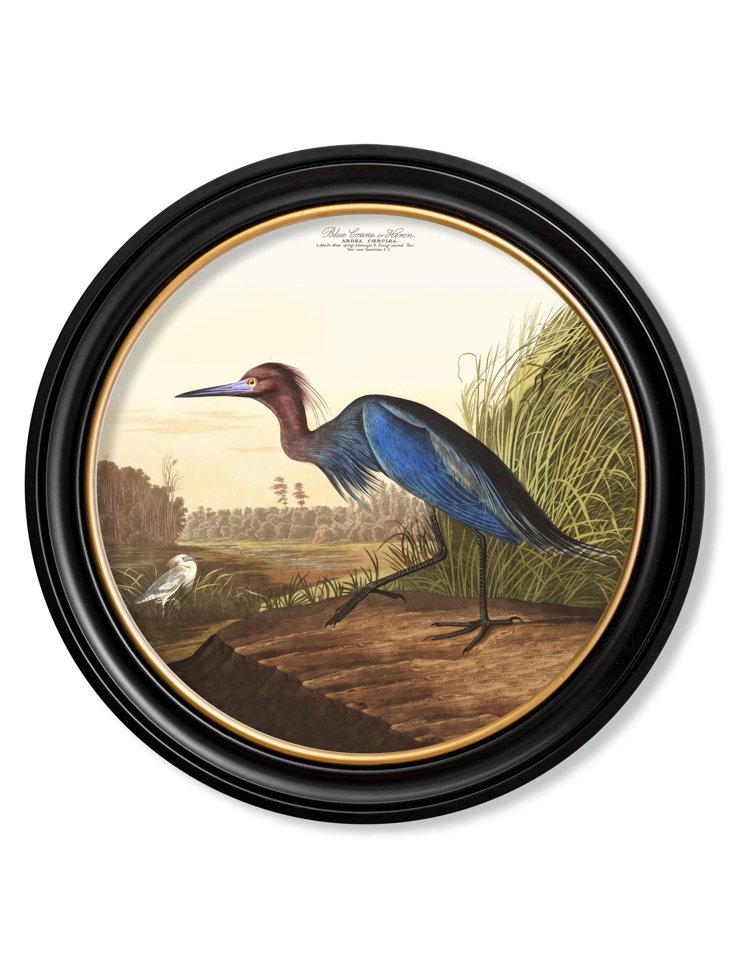 c.1838 Audubon's Herons in Round Frames