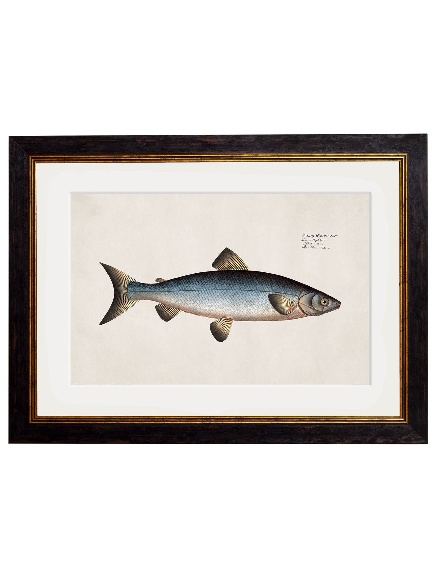 c.1785 Studies of Salmon