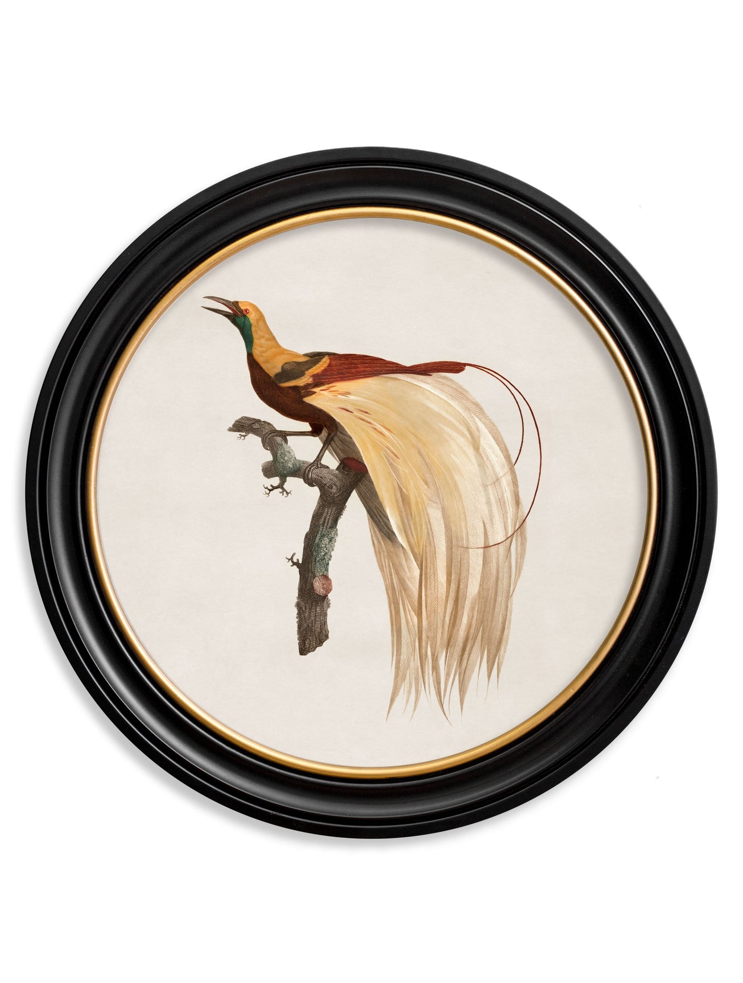 c.1809 Birds of Paradise - Round Frames