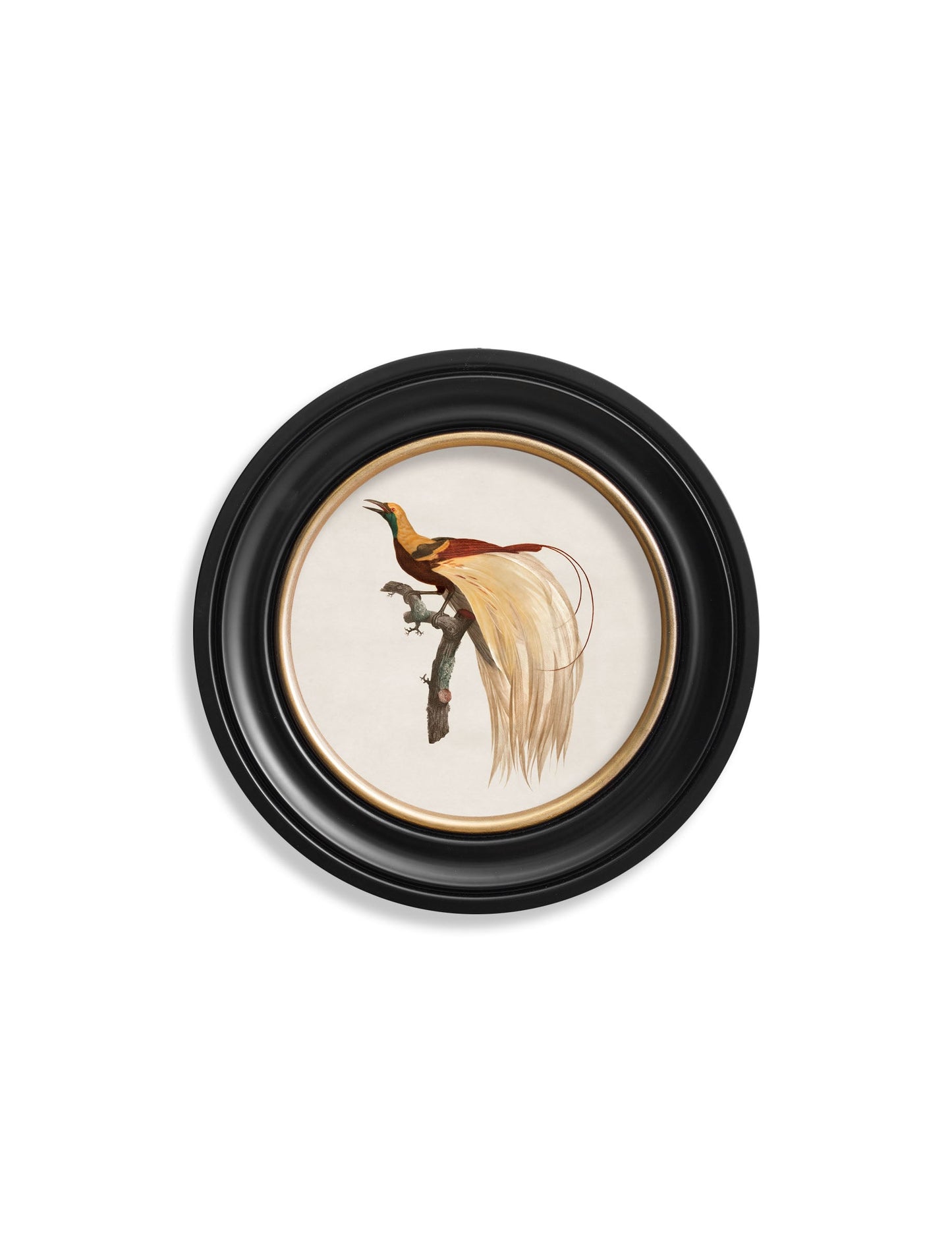 c.1809 Birds of Paradise - Round Frames