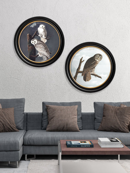 c.1838 Audubon's Owls - Round Frame