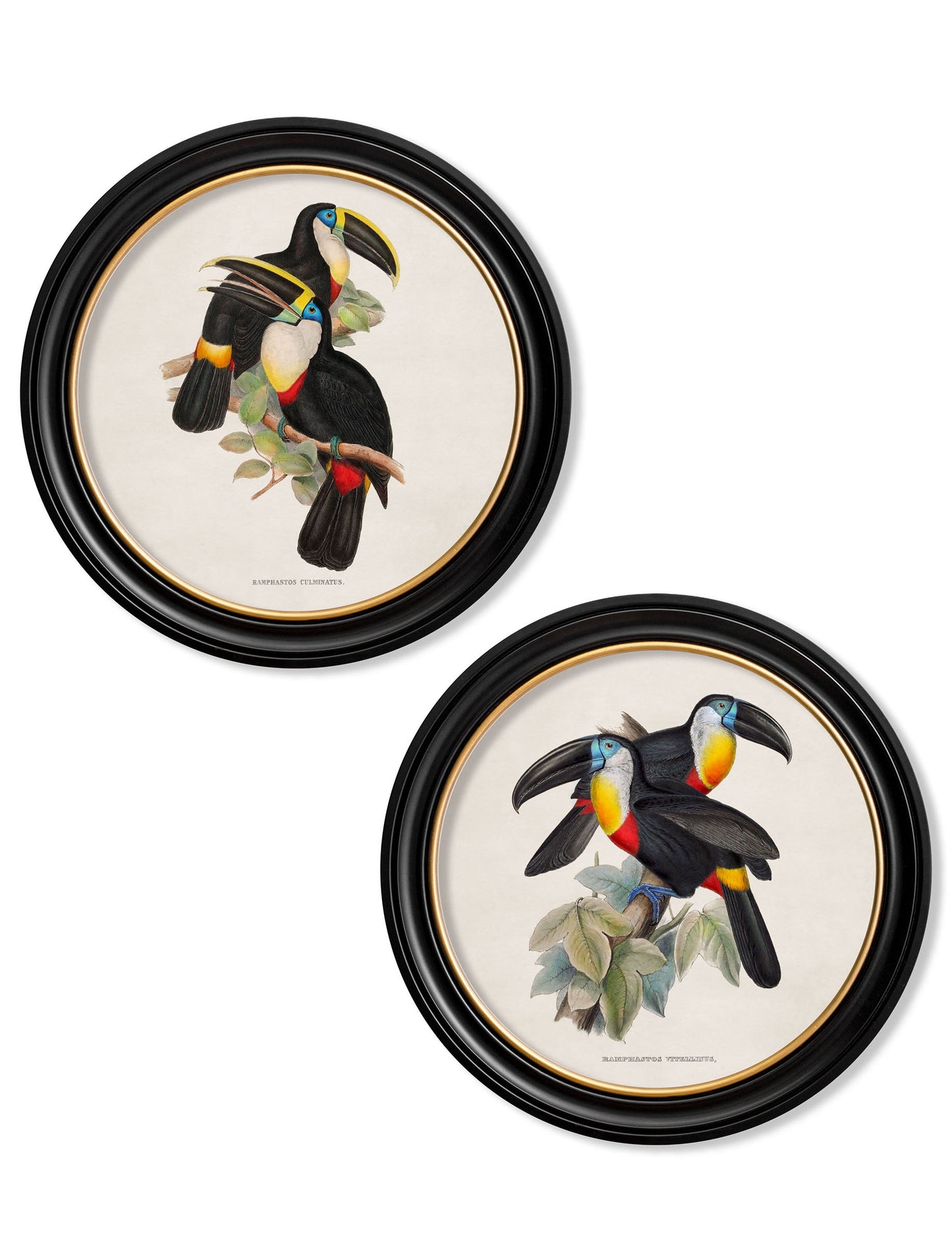 c.1848 Toucans - Round Frames