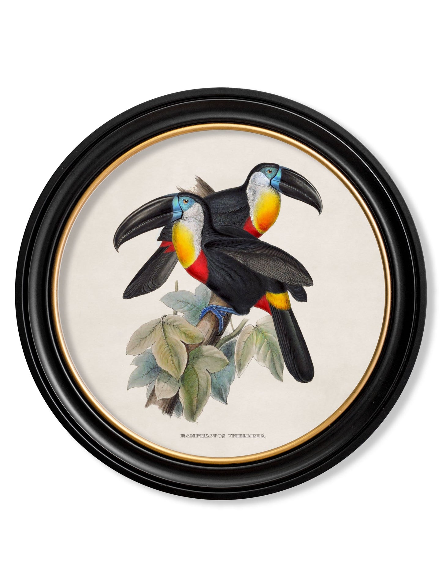 c.1848 Toucans - Round Frames