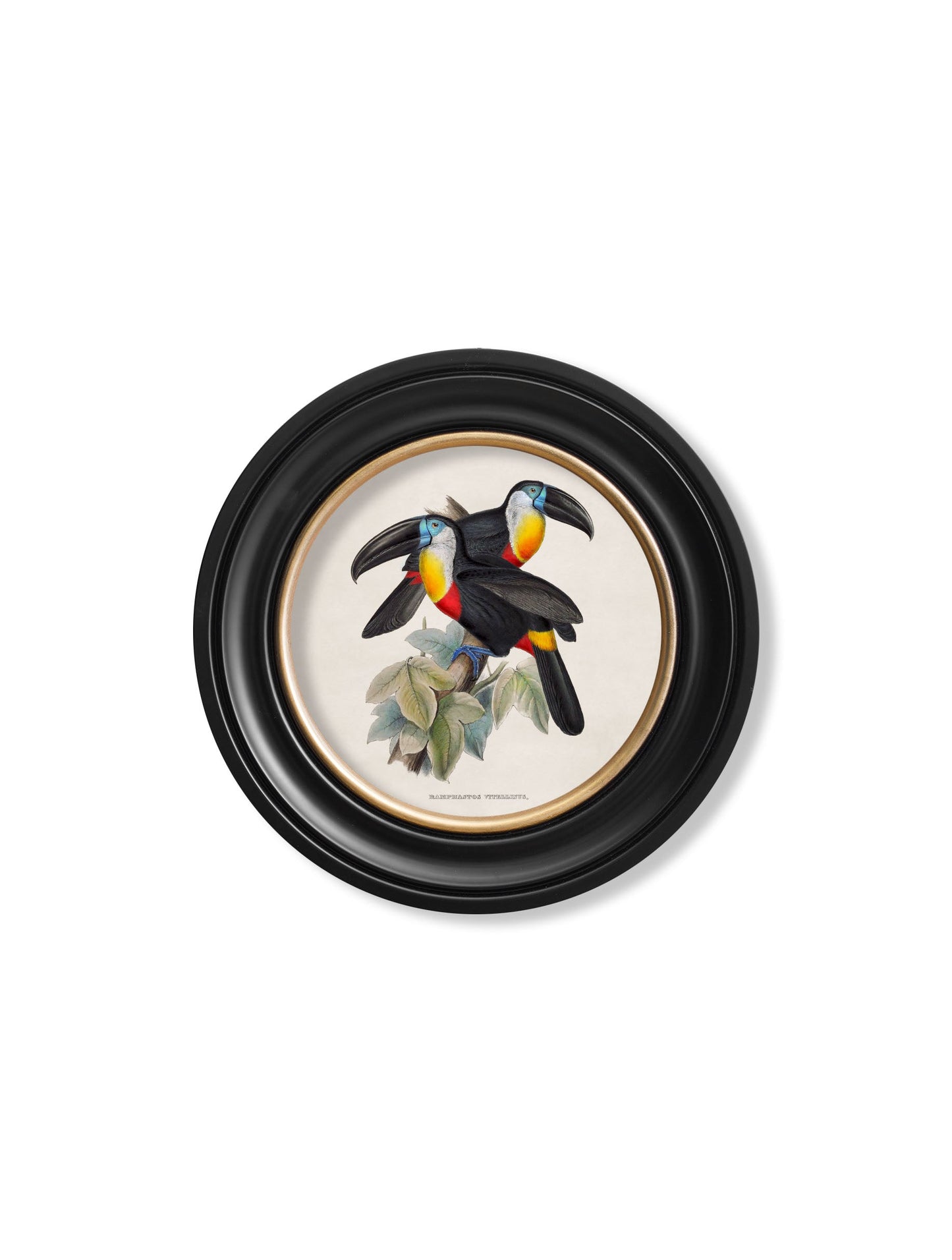 c.1848 Toucans - Round Frames