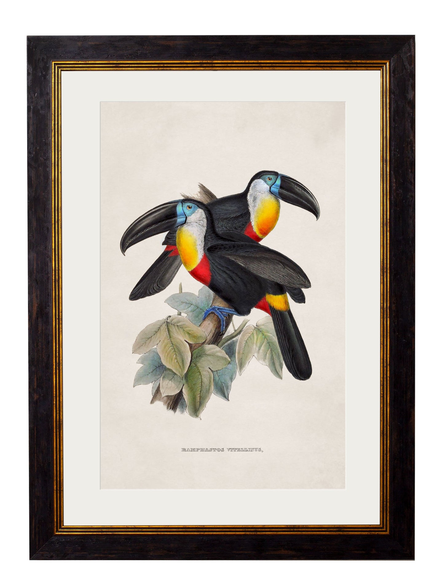 c.1848 Toucans