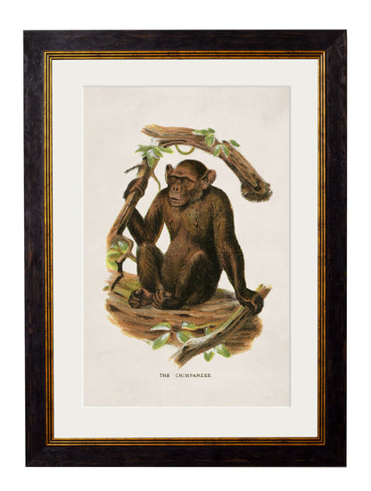 c.1910 Collection of Primates