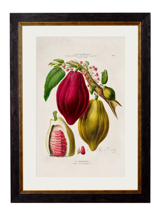 c.1843 Chocolate Plant - The Weird & Wonderful