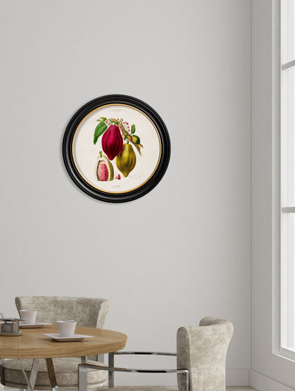 c.1843 Chocolate Plant - Round Frame