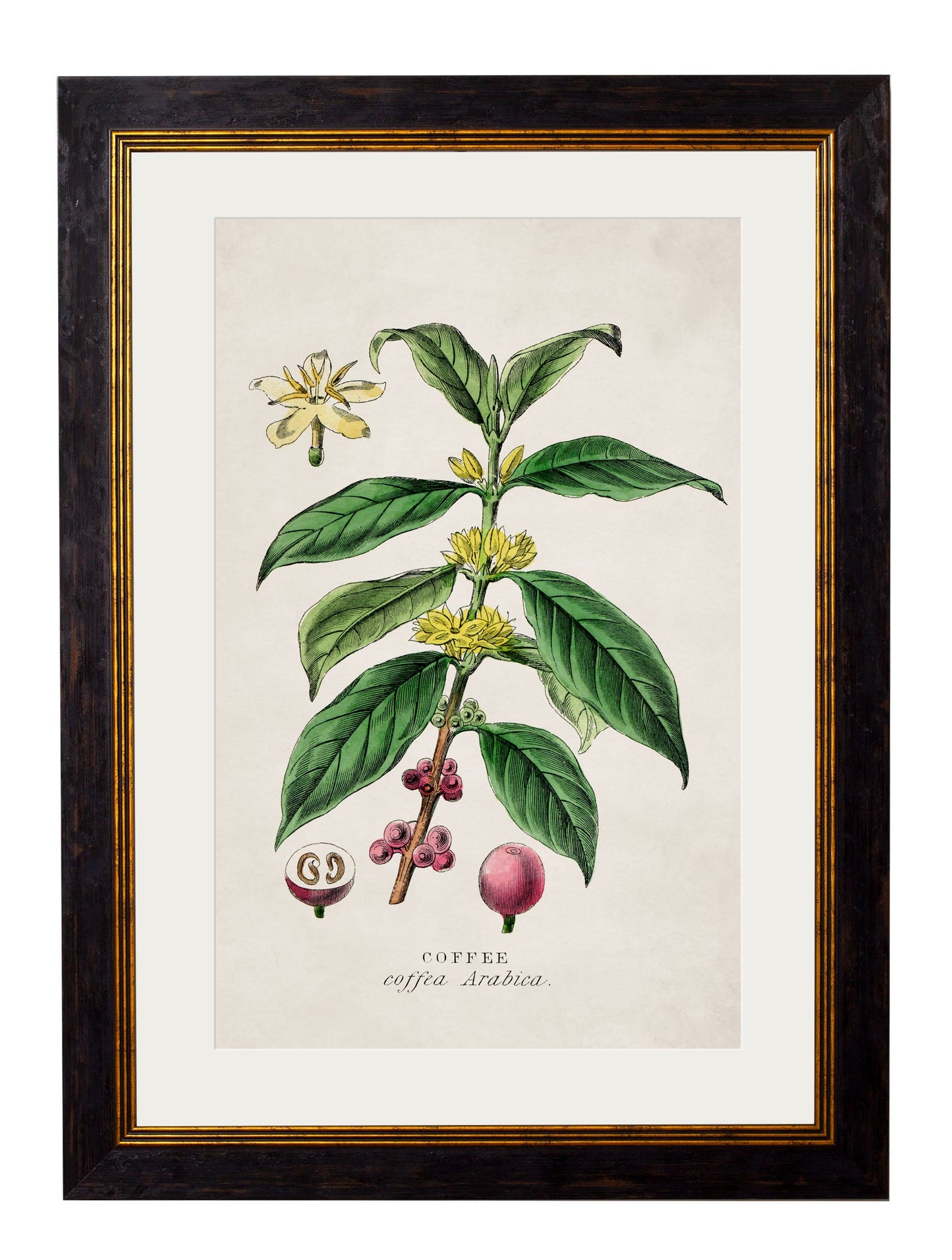 c.1877 Tea, Coffee and Chocolate Plants