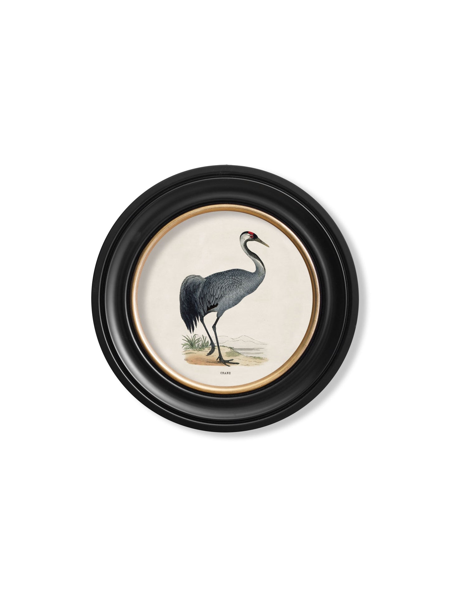 c.1870 Wading Birds in Round Frames