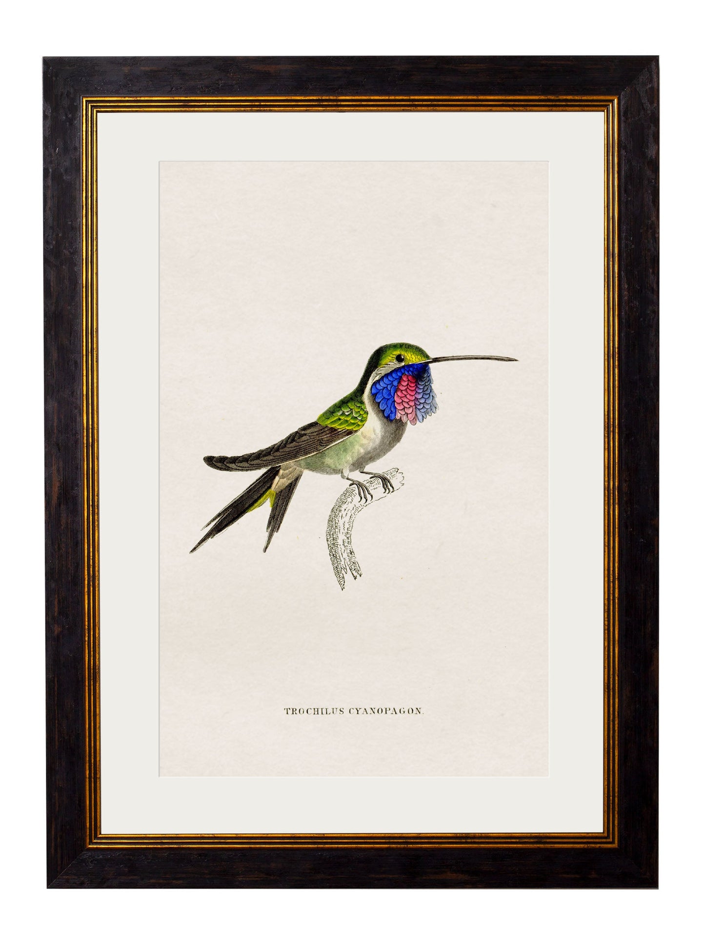 c.1833 Hummingbirds