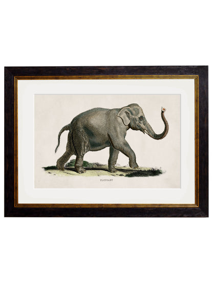 c.1846 Elephants