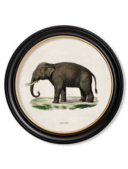 c.1846 Elephants in Round Frame