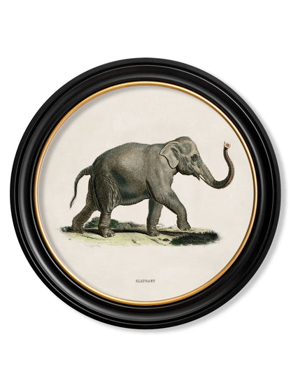 c.1846 Elephants in Round Frame