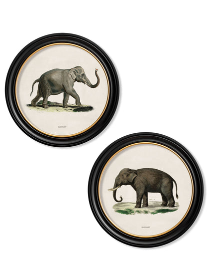 c.1846 Elephants in Round Frame