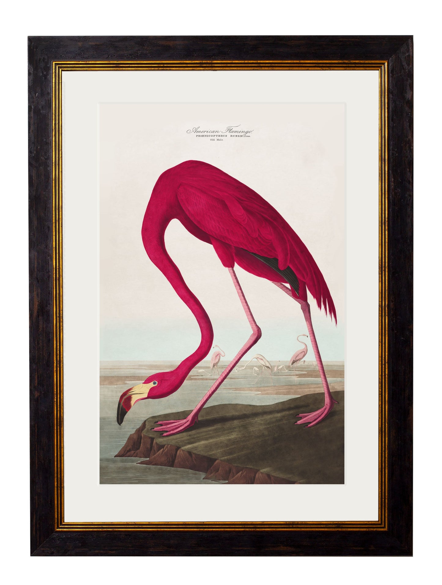 c.1838 Audubon's Birds of America