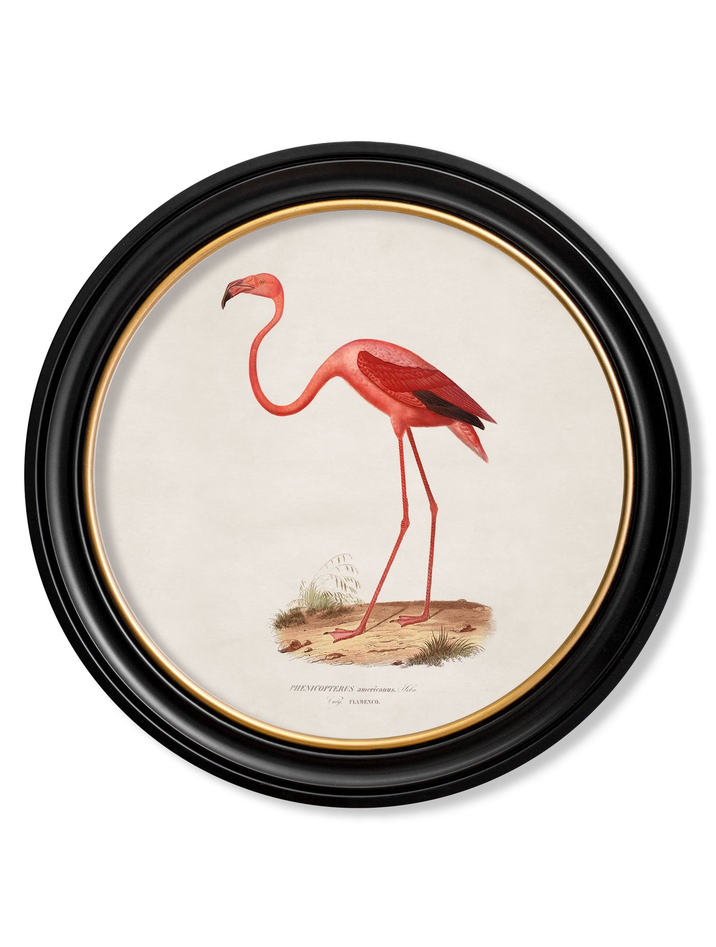 c.1830 Flamingo - Round Frame