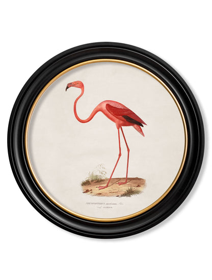 c.1830 Flamingo - Round Frame