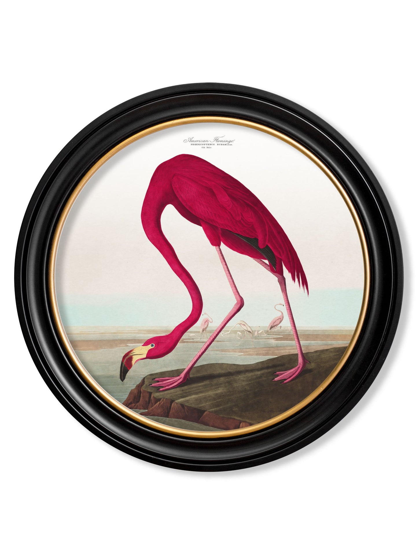 c.1838 Audubon's Birds of America in Round Frames