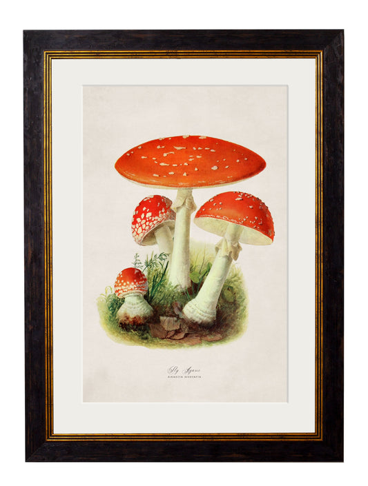 c.1913 Fly Agaric