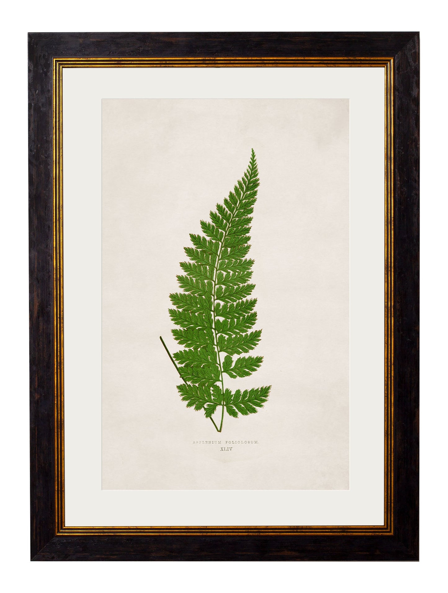 c.1864 Collection of British Ferns