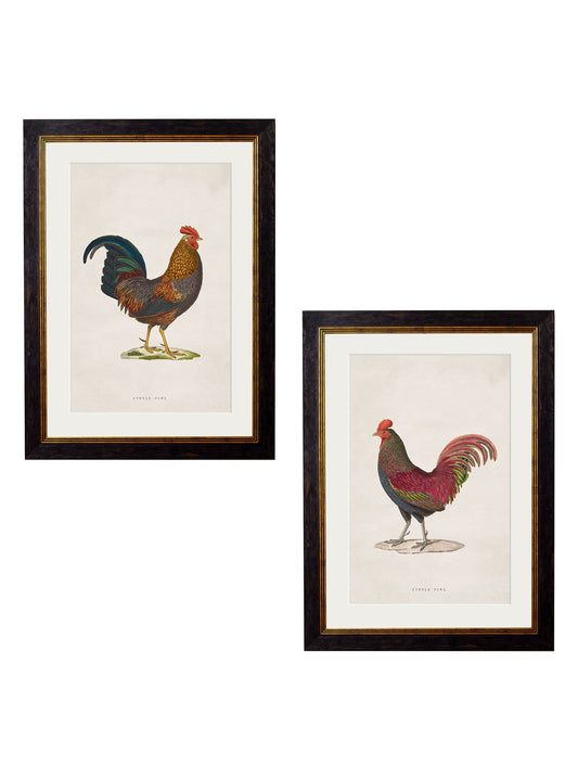 c.1838 Junglefowl