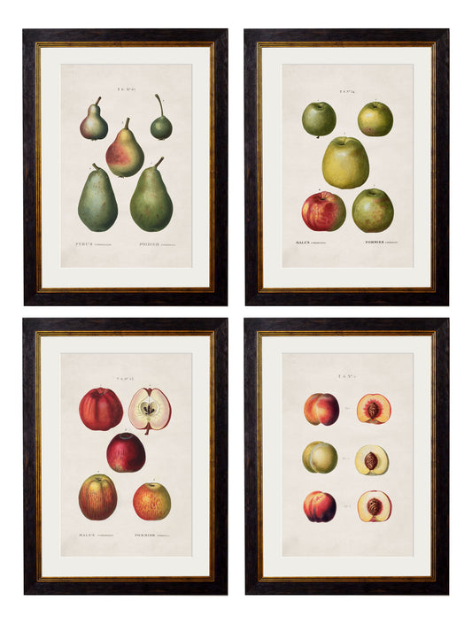 c.1819 Study of British Fruit