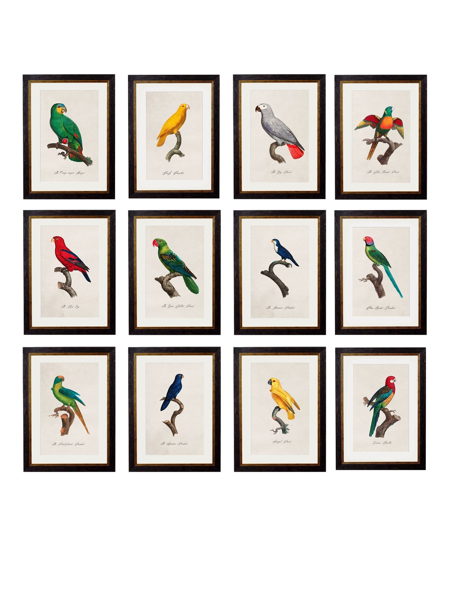 C.1800's Collection of Parrots