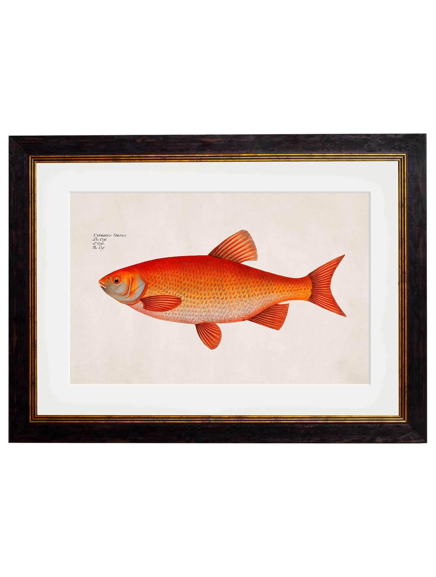 c.1785 Goldfish and Golden Orfe