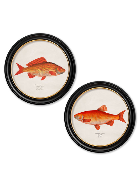 c.1785 Goldfish and Golden Orfe - Round Frame