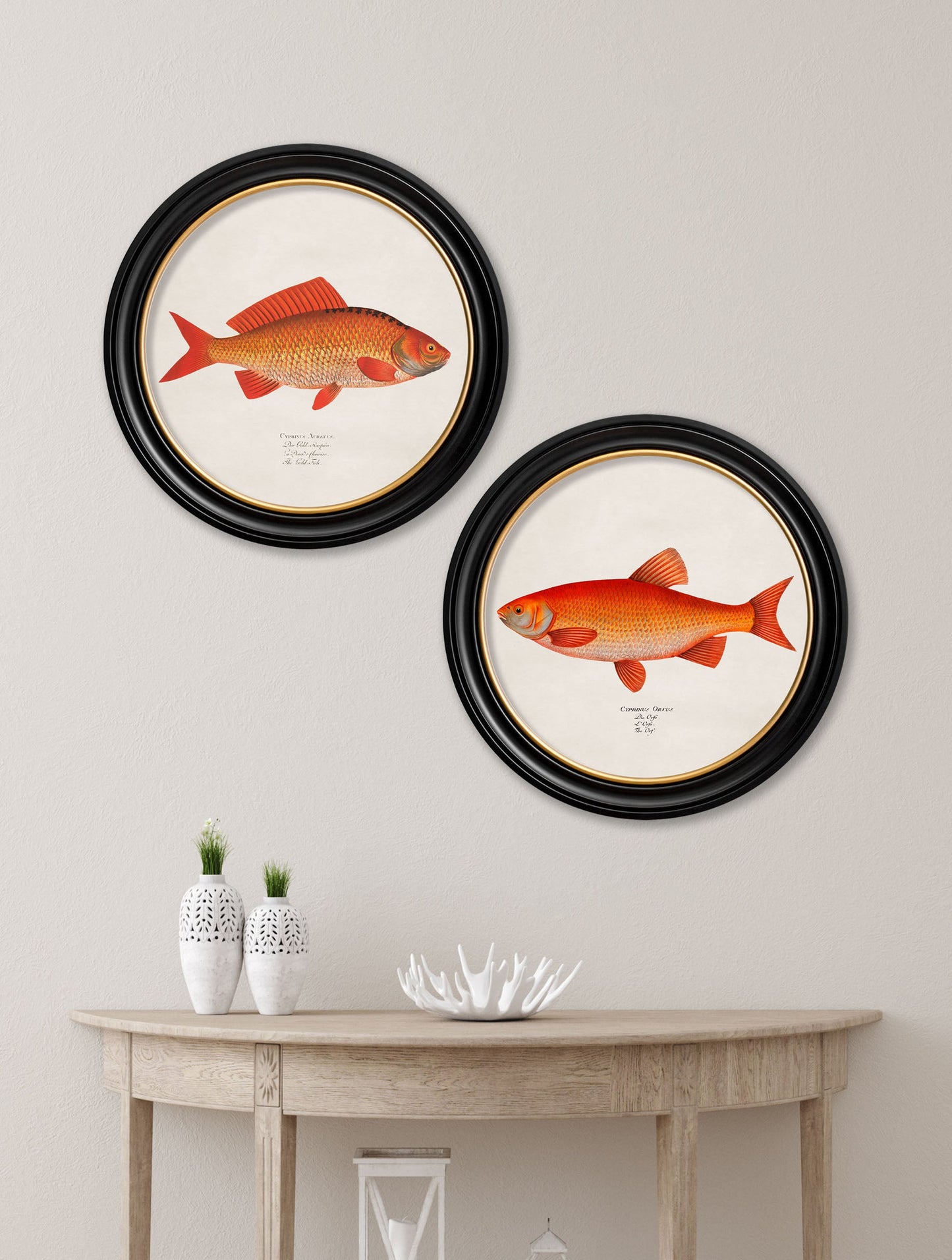 c.1785 Goldfish and Golden Orfe - Round Frame