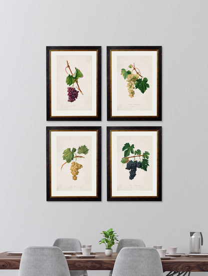 c.1817 Collection of Botanical Grapes