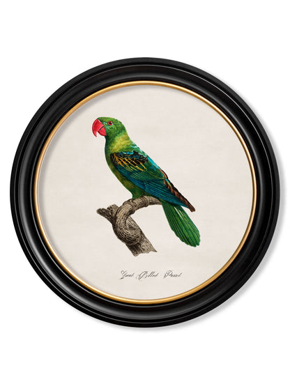 C.1800's Collection of Parrots in Round Frames 1