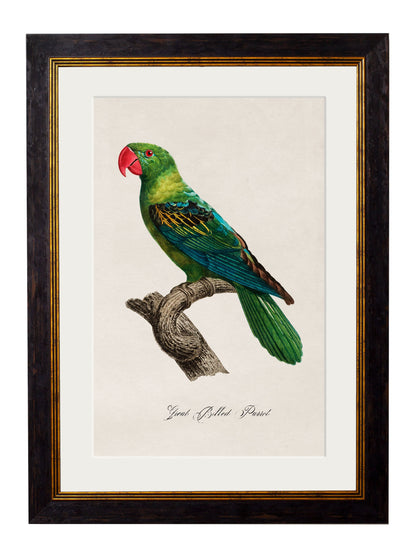 C.1800's Collection of Parrots