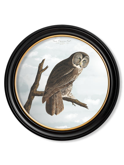 c.1838 Audubon's Owls - Round Frame